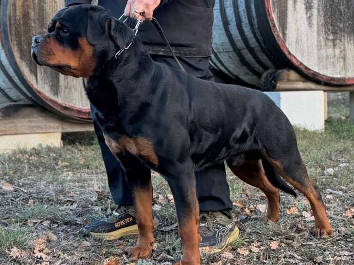 Super chiots Rottweiler à naître en avril 2026