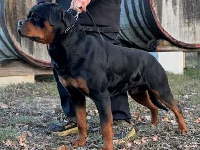 Super chiots Rottweiler nee le 15 avril 2026