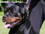 Super chiots Rottweiler à naître en avril 2026
