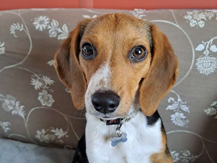 Chienne croisée Beagle à donner