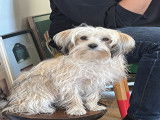 Femelle Morkie disponible pour saillie
