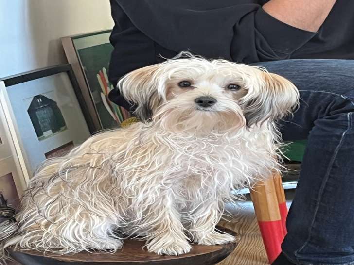 Femelle Morkie disponible pour saillie