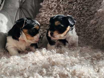 Chiots Biewer mâles à vendre