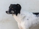 En attente d’adoption : chienne noire et blanche de 5 ans