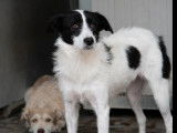 En attente d’adoption : chienne noire et blanche de 3 ans