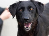 Adoption disponible : chienne noire de 2 ans