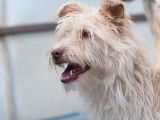 Disponible à l’adoption : chien affectueux beige de 3 ans