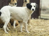 À adopter : chien blanc avec marque noire de 2 ans