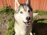 Adoption disponible : chien Husky de Sibérie de 6 ans