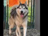 Adoption disponible : chien Husky de Sibérie de 6 ans