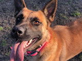 Disponible à l’adoption : chienne Berger Malinois fauve charbonnée
