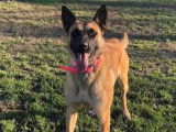 Disponible à l’adoption : chienne Berger Malinois fauve charbonnée