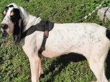 À adopter : chienne Ariégeoise blanche avec marque noire de 3 ans