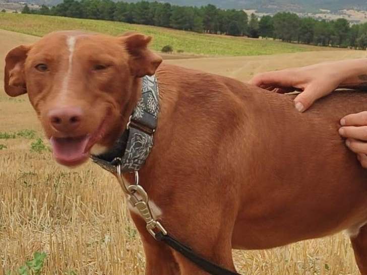 Futur, mâle Podenco de 3 ans à adopter en association