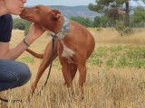 Futur, mâle Podenco de 3 ans à adopter en association