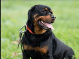 En attente d’un foyer : chien Rottweiler fauve de 6 ans