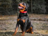 En attente d’un foyer : chien Rottweiler fauve de 6 ans
