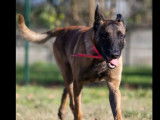 À adopter : chien Berger Malinois fauve charbonné de 4 ans