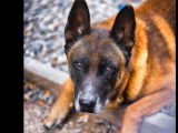 Disponible à l’adoption : chien Berger Malinois fauve de 11 ans
