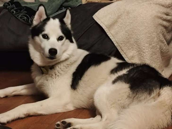 Disponible à l’adoption : chien Husky de Sibérie noir et blanc de 2 ans