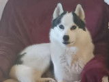 Disponible à l’adoption : chien Husky de Sibérie noir et blanc de 2 ans