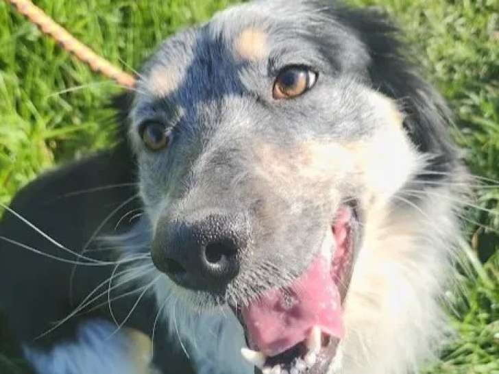 À la recherche d’une famille : chiot mâle Border Collie tricolore de 9 mois