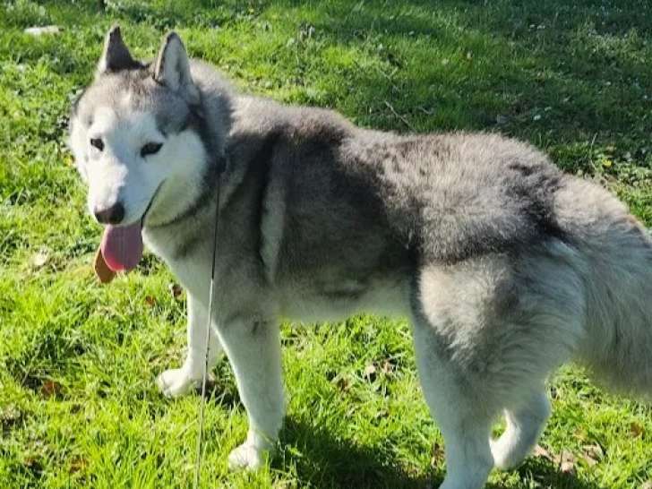 À adopter : chien Husky de Sibérie gris et blanc de 3 ans