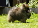 2 chiots Mâle spitz allemand LOF