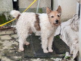 Fox Terrier mâle à donner