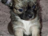 Chiots Chihuahua à poil long à vendre