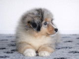 À réserver Mâle Berger Américain Miniature bleu merle 3 mois LOF