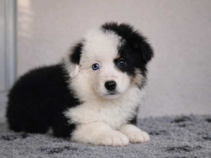 1 Femelle Berger Américain Miniature noire tricolore 3 mois LOF Réservation