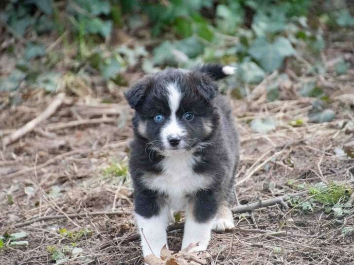 Une Femelle Berger Américain Miniature noire tricolore 1 mois LOF réservation