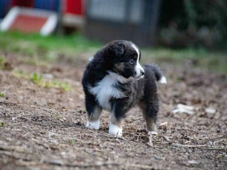 Réservation Berger Américain Miniature Chiot Mâle 1 mois LOF