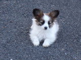 Chiot mâle Épagneul Papillon LOF à vendre