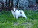 Chiot mâle Épagneul Papillon LOF à vendre