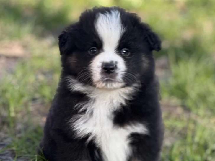 À réserver Chiot Berger Américain Miniature Brasquo LOF