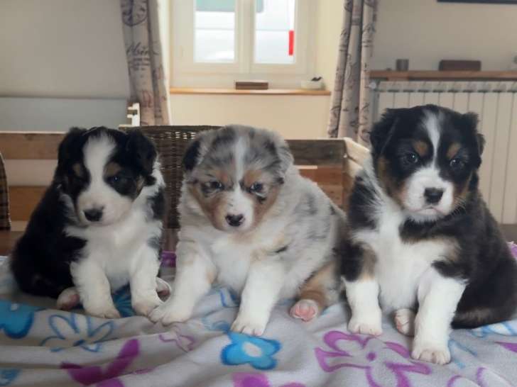 Chiots de race Berger Australien à vendre (1 femelle & 2 mâles)