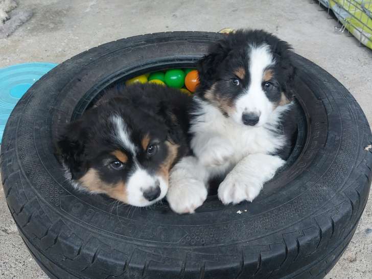 2 chiots Berger Australien LOF