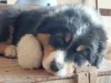 Chiot Berger Australien LOF
