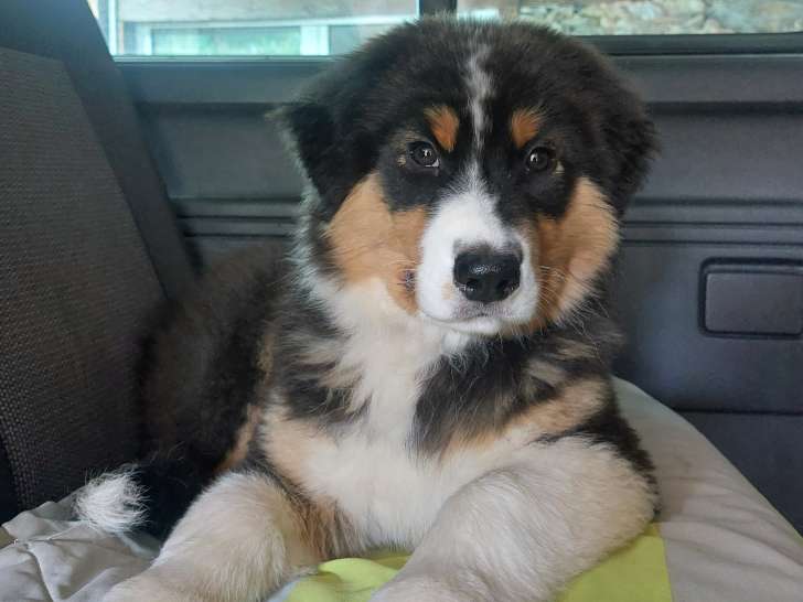 Chiot Berger Australien LOF
