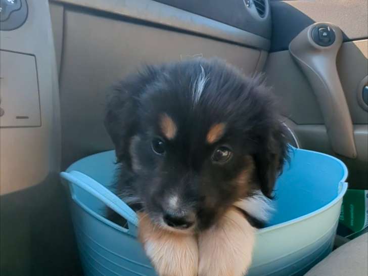 Réservation Boline Chiot Mâle Berger Américain Miniature LOF