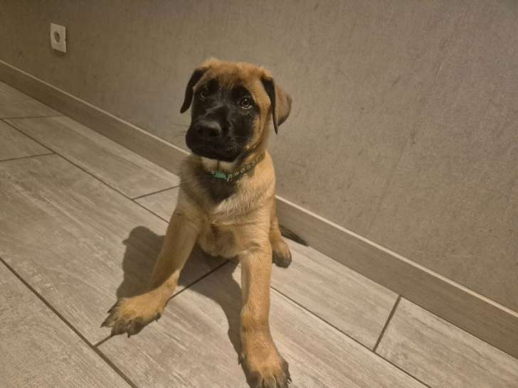 Disponible de suite : chiots Berger Belge Malinois LOF