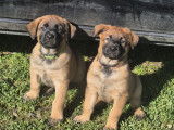 10 chiots Berger Belge Malinois à réserver