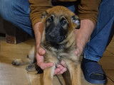Disponible de suite : chiots Berger Belge Malinois LOF