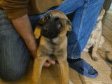 Disponible de suite : chiots Berger Belge Malinois LOF