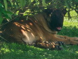 Disponible de suite : 1 Male Berger Belge Malinois LOF