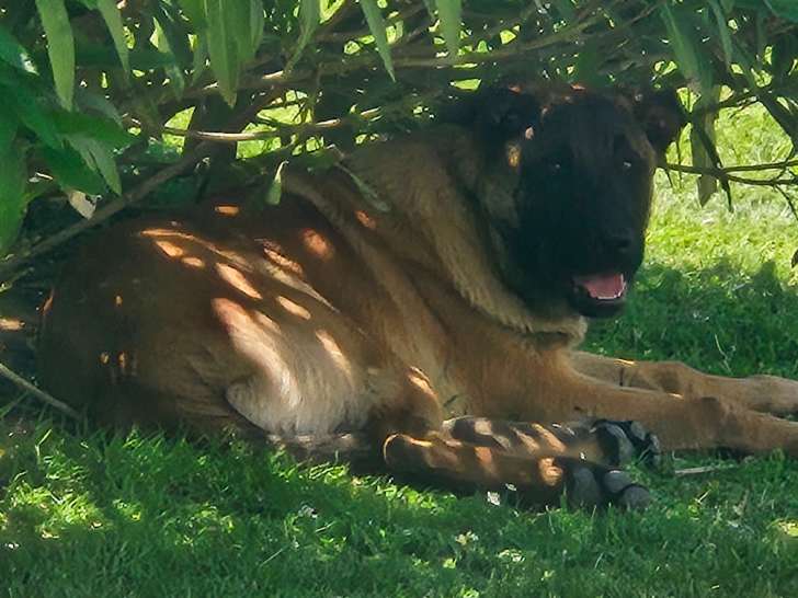 Disponible de suite : 1 Male Berger Belge Malinois LOF