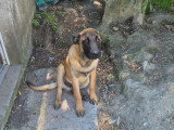 Disponible de suite : 1 Male Berger Belge Malinois LOF