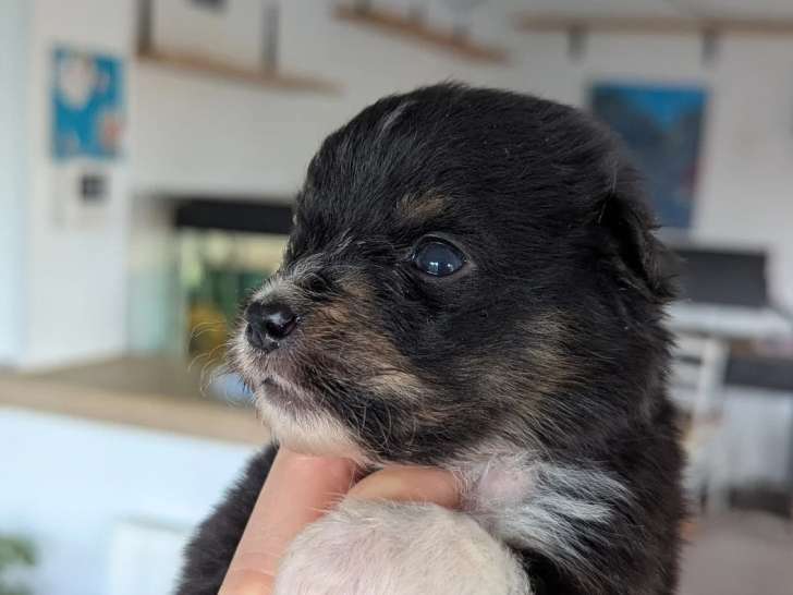 Berger Américain Miniature Chiot Mâle LOF Réservation